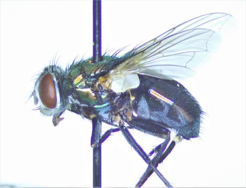 Lucilia sericata